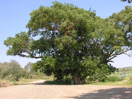 Bäume und Sträucher - Mpumalanga